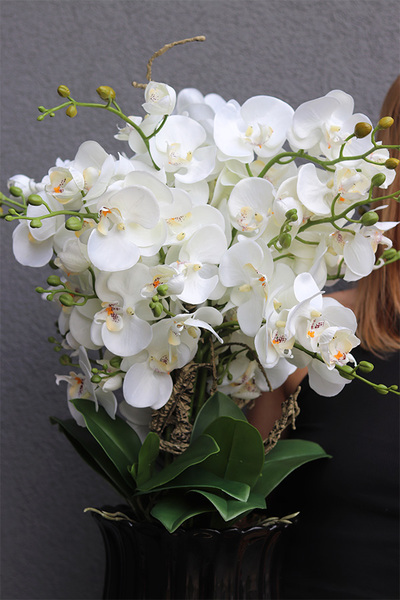 Meleusa Black, storczyk w ceramicznym pucharze