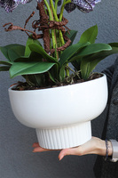 Modernita Japandi, storczyk cymbydium w doniczce