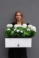 Summer Balcony New, białe pelargonie w skrzynce balkonowej