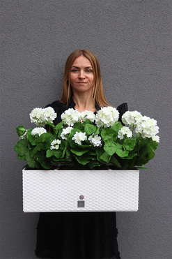 Summer Balcony New, białe pelargonie w skrzynce balkonowej, wym.40x51.5cm 