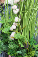 Green Manfredo Big, sztuczna trawa z ziołami w lustrzanej donicy